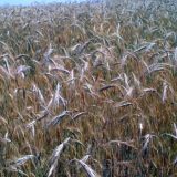 Malešević: Suša ozbiljno preti pšenici, biljna proizvodnja neizvesna 5