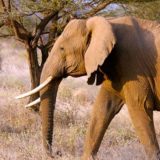 Slon ubio turistu 6