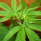 Marihuana leči teške narkomane ? 5
