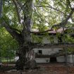 U Beogradu ima 28 zaštićenih stabala: Kako brinuti o spomenicima prirode? 14