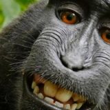 Fotograf na ivici bankrota zbog selfija majmuna 13