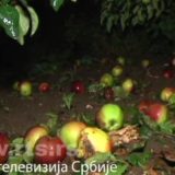 Grad opustošio voćnjake, opštine procenjuju štetu 5