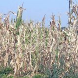 Zbog suše četiri puta manji rod kukuruza 3