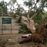 Peščane oluje u Indiji: Najmanje 100 mrtvih u Utar Pradešu, Radžastanu 7