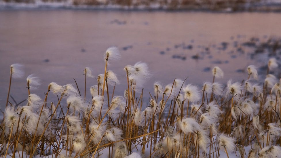 Arktički pamuk cveta usred leta, fotografisao Kler Kajns