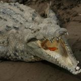 Uhvaćen krokodil od 600 kilograma 3