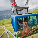 Hibrid mrkog i polarnog medveda uspešno zbrinut u Švajcarskoj 12