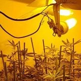 MUP: Pronađena laboratorija za uzgajanje marihuane 13