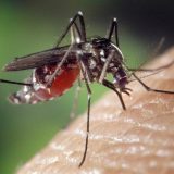 Mere lične zaštite od uboda komaraca kojih se treba pridržavati 14