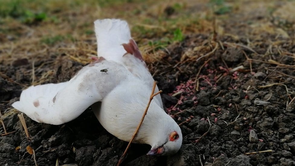 Ptica otrovana najverovatnije karbofuranom