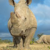 Veštačka oplodnja: Spas za severne bele nosoroge 14