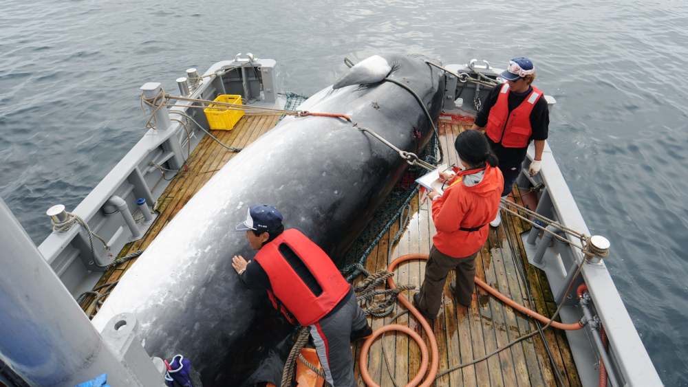 Japan se povlači iz Komisije za lov na kitove 1