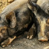 Zabrana prometa mesa na pijacama zbog sprečavanja pojave Afričke kuge svinja 10