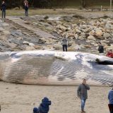 Svetski fond: U stomaku uginulog kita pronađena 22 kg plastičnih kesa 12