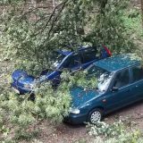 Oluja u Novom Sadu rušila stabla, bilo štete i na Egzitu (VIDEO) 11