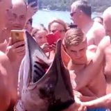 Panika na plaži Jaz, kupači mislili da je ajkula (VIDEO) 2