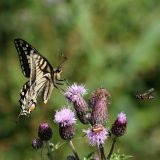 Leptiri, ptice i zebre: Magija pokreta životinja 8