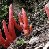 Jedna od najotrovnijih gljiva pronađena u Australiji 2