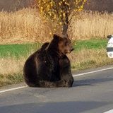 Rumunija i medvedi: Strah zbog smrtonosnog niza napada životinja 15