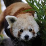 Crvena panda: Mužjak ugrožene vrste pobegao iz zoo vrta u Francuskoj 13