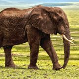 WWF: Pad više od dve trećine populacije divljih životinja za manje od 50 godina 14