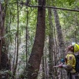 Australijski vatrogasci spasili retku vrstu bora od požara 6