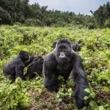 Ugrožene životinje u Africi: Grom ubio četiri retke gorile u Ugandi 15