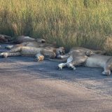 Korona virus i Južna Afrika: Lavovi zadremali na putu tokom karantina 2