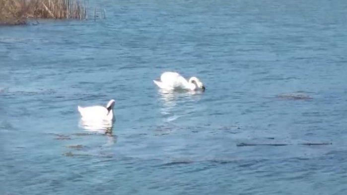 Labudovi na jezeru Sovinac 1