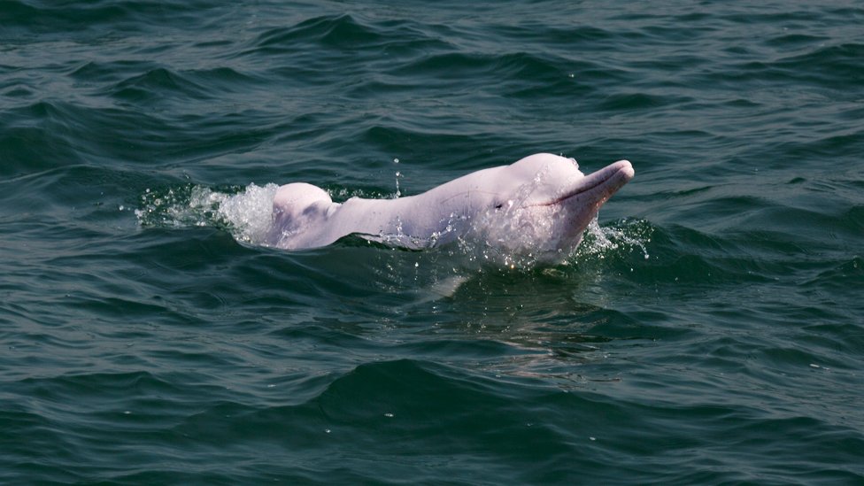 A picture of a pink dolphin