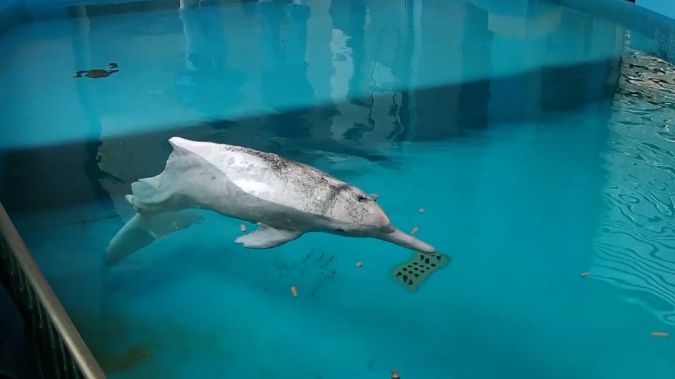 A picture of Hope in a pool in Ocean Park