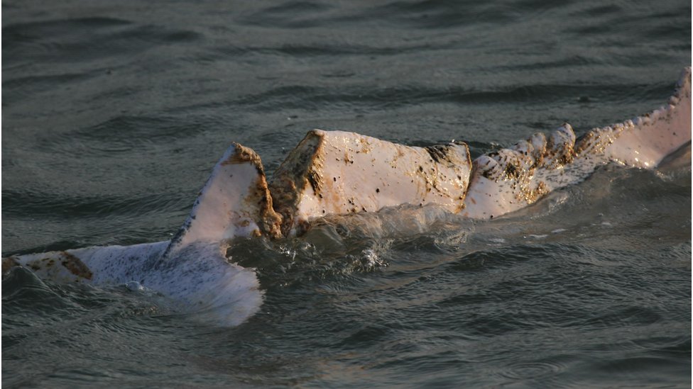 A picture of a dolphin's tail lacerated by a boat turbine