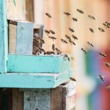 Svetski dan pčela, skoro 10 odsto preti izumiranje 3