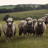 Odgajivači traže otvaranje klanice za preradu ovčijeg i jagnjećeg mesa u Šumadiji 1