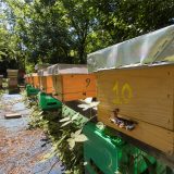 Otvoren prvi azil za pčele u Beogradu 14