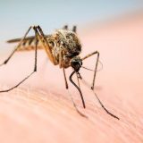 Sutra zaprašivanje komaraca u Kragujevcu 6