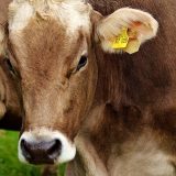 Agrosmart: Propao SVC Krnjača, bikovi završili u klanici, uništen depo semena od milion evra 4