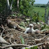 Izleglo se čak sedam ptića orlova krstaša, najugroženije vrste ptica u Srbiji 7