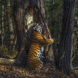 Životinje i priroda: Tigrica koja grli drvo - najbolja fotografija iz divljine 2020. godine 4