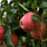 Običaj koji je krivično delo: Zašto se na svadbama puca u jabuku? 8