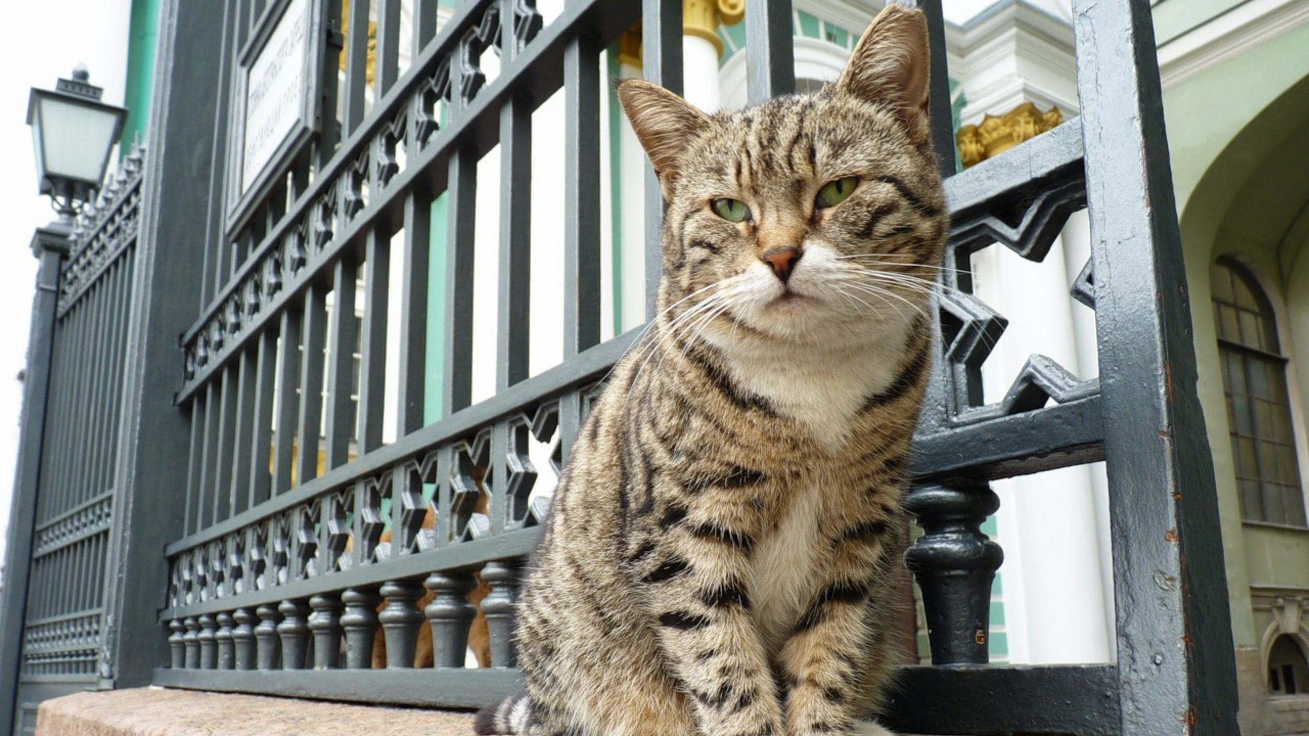 Mačke Ermitaža od francuskog lekara nasledile 3.000 evra 1