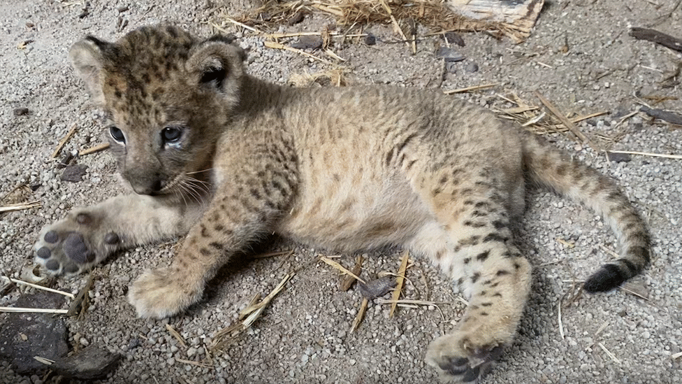 Baby Simba the lion