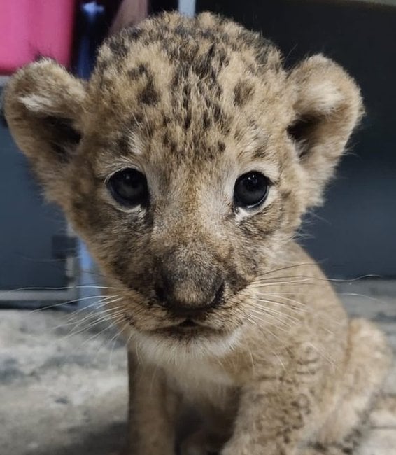 Simba the cub