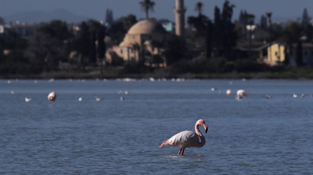 Avion uleteo u jato flamingosa, 40 ptica nastradalo 1