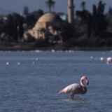 Avion uleteo u jato flamingosa, 40 ptica nastradalo 4