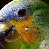Svedočenje papagaja poslalo ubice na doživotnu robiju 1