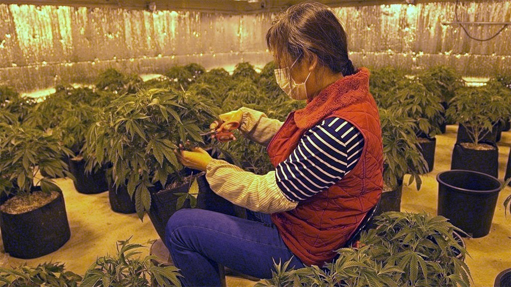 A Chinese worker trims a marijuana plant at Aaron's cannabis farm in Oklahoma
