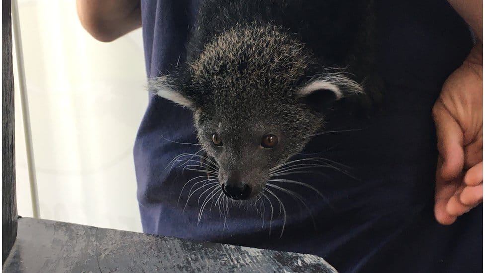 binturong