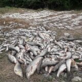 Srbija i ekologija: Pomor ribe u reci Kolubari - „Ljudska bahatost prečesto košta prirodu" 8