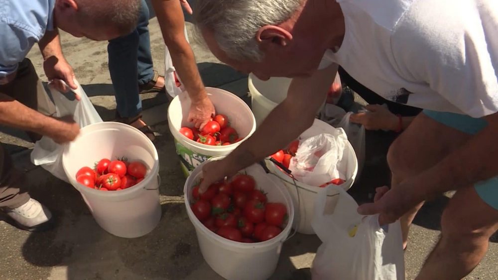 Protest poljoprivrednika u Leskovcu, delili građanima paradajz 1